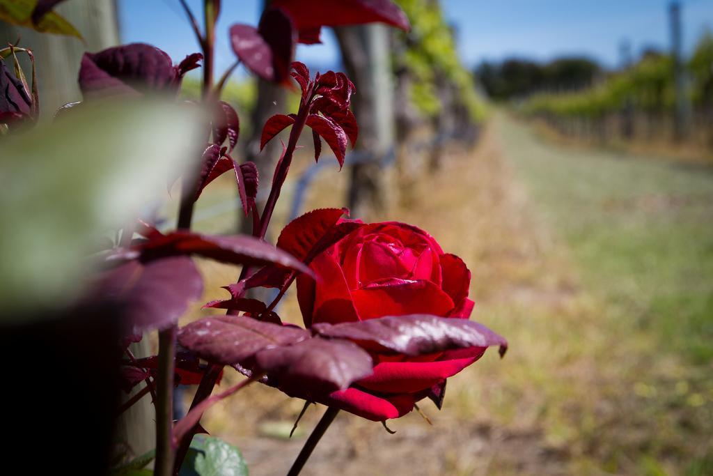 Margrain Vineyard Villas Martinborough Esterno foto